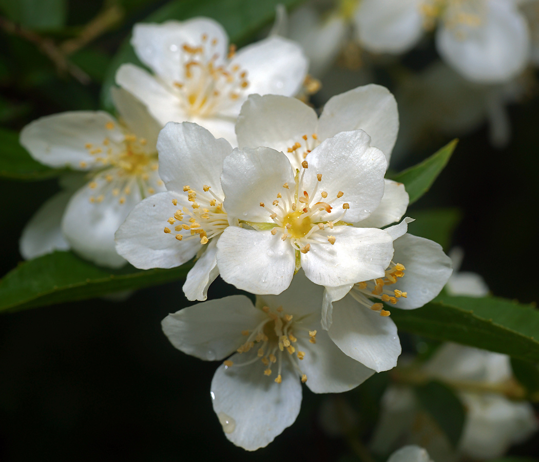 Image of Philadelphus pubescens specimen.