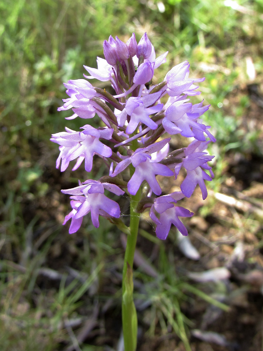 Image of Anacamptis pyramidalis specimen.