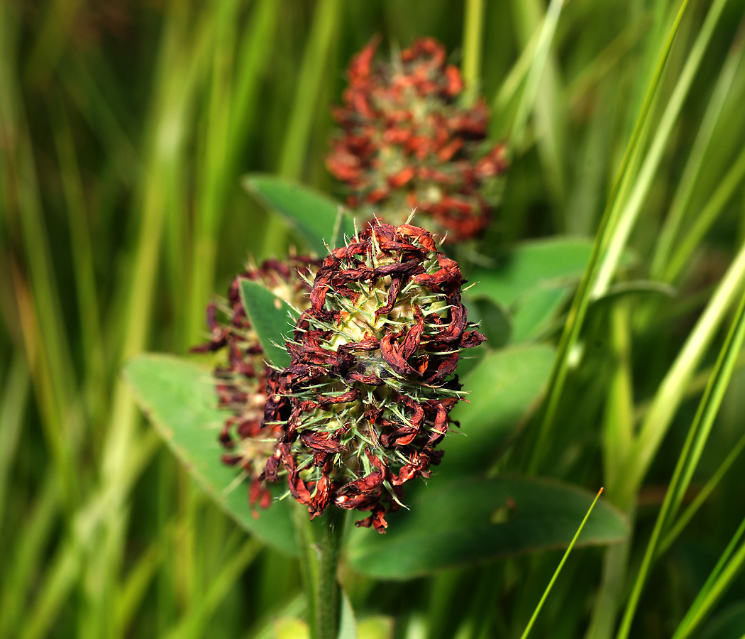 Image of Trifolium pratense specimen.