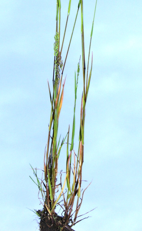 Image of Poa trivialis specimen.