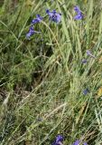 Delphinium grandiflorum. Верхушка цветущего растения. Хакасия, окр. с. Аршаново, степь на песках. 22.07.2016.