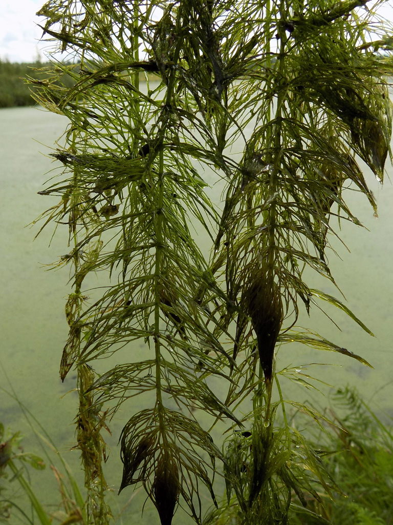 Image of Ceratophyllum submersum specimen.