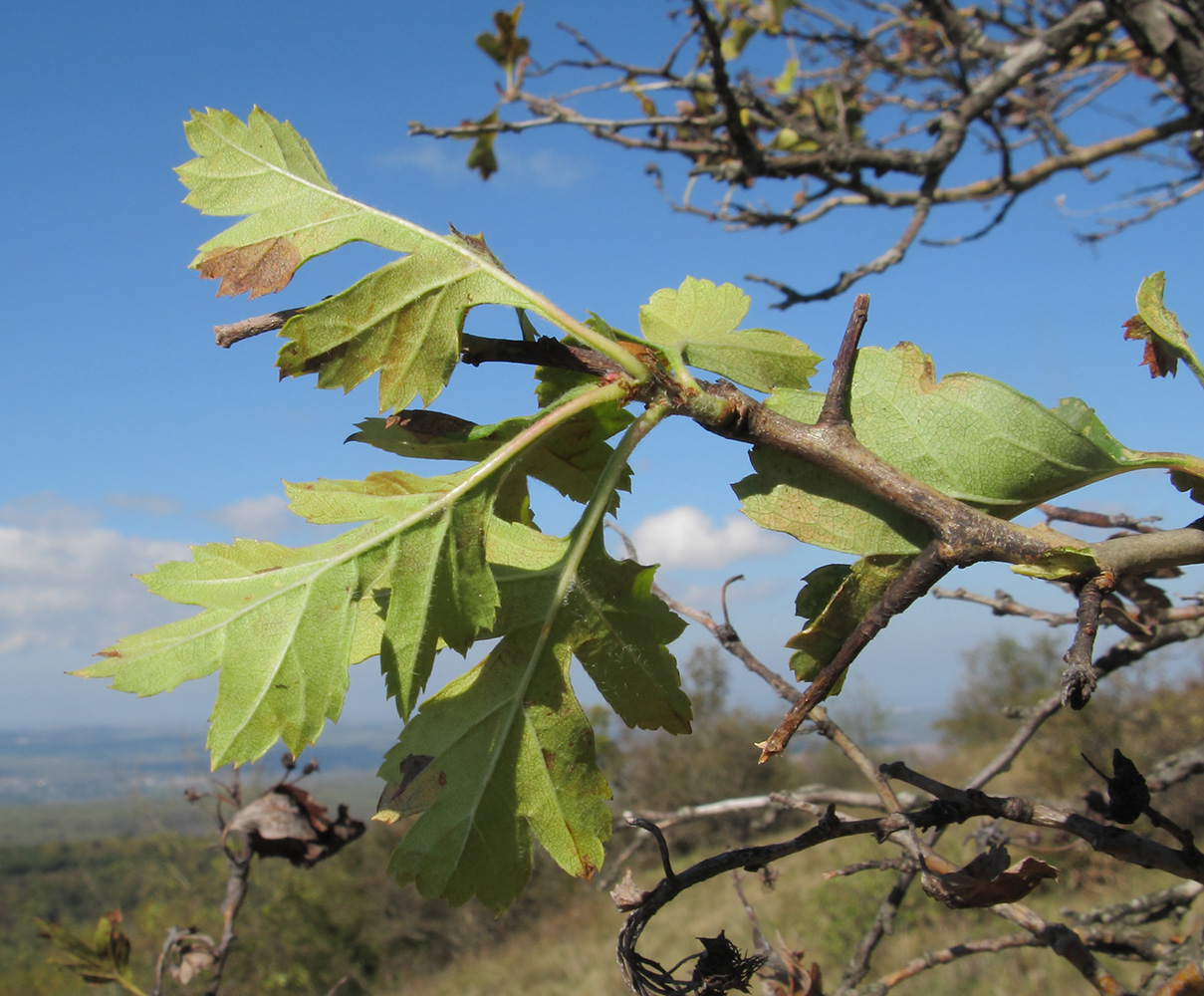 Image of genus Crataegus specimen.