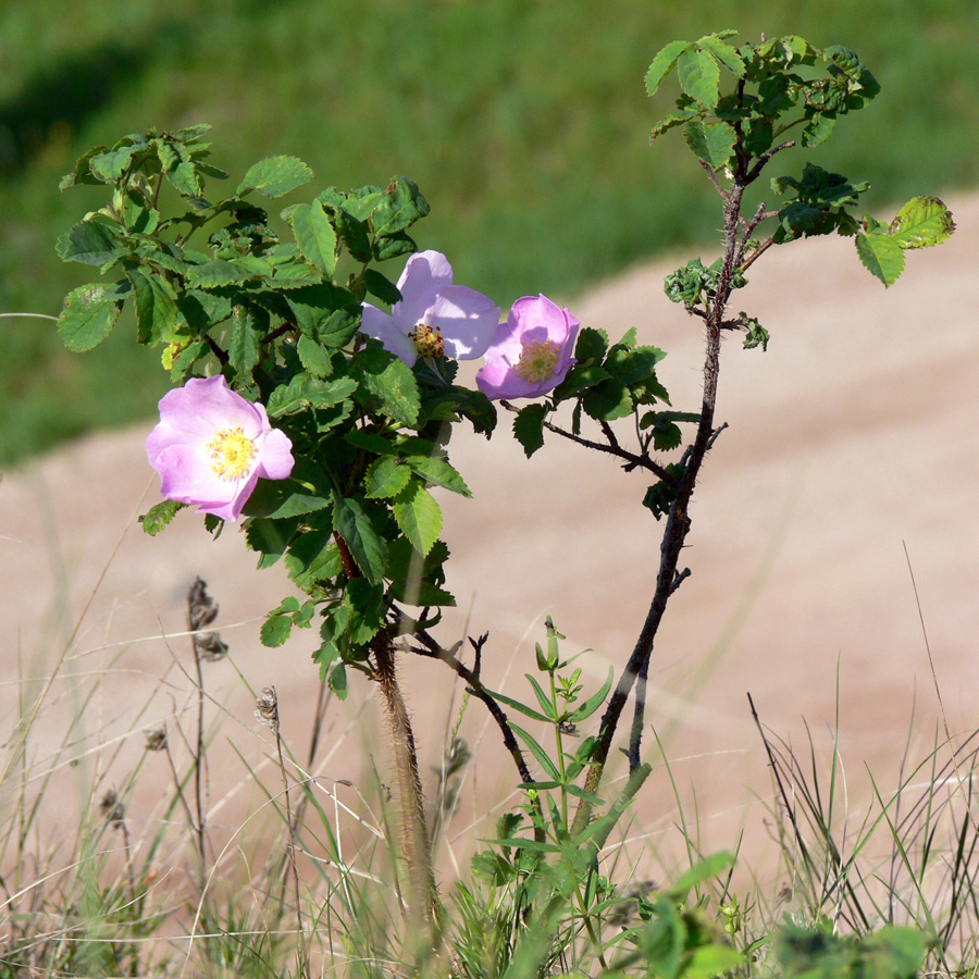 Image of Rosa acicularis specimen.