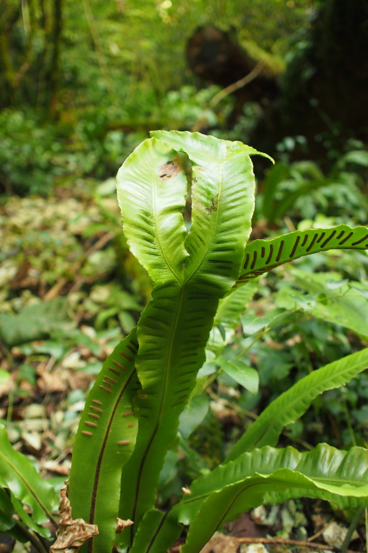 Изображение особи Phyllitis scolopendrium.