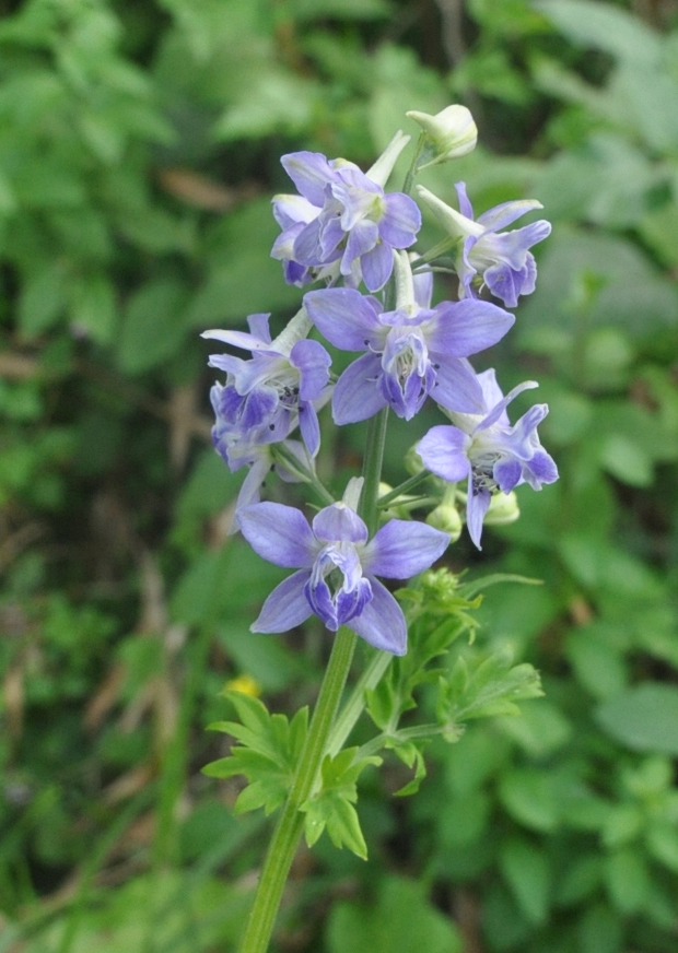 Image of Delphinium anthriscifolium specimen.