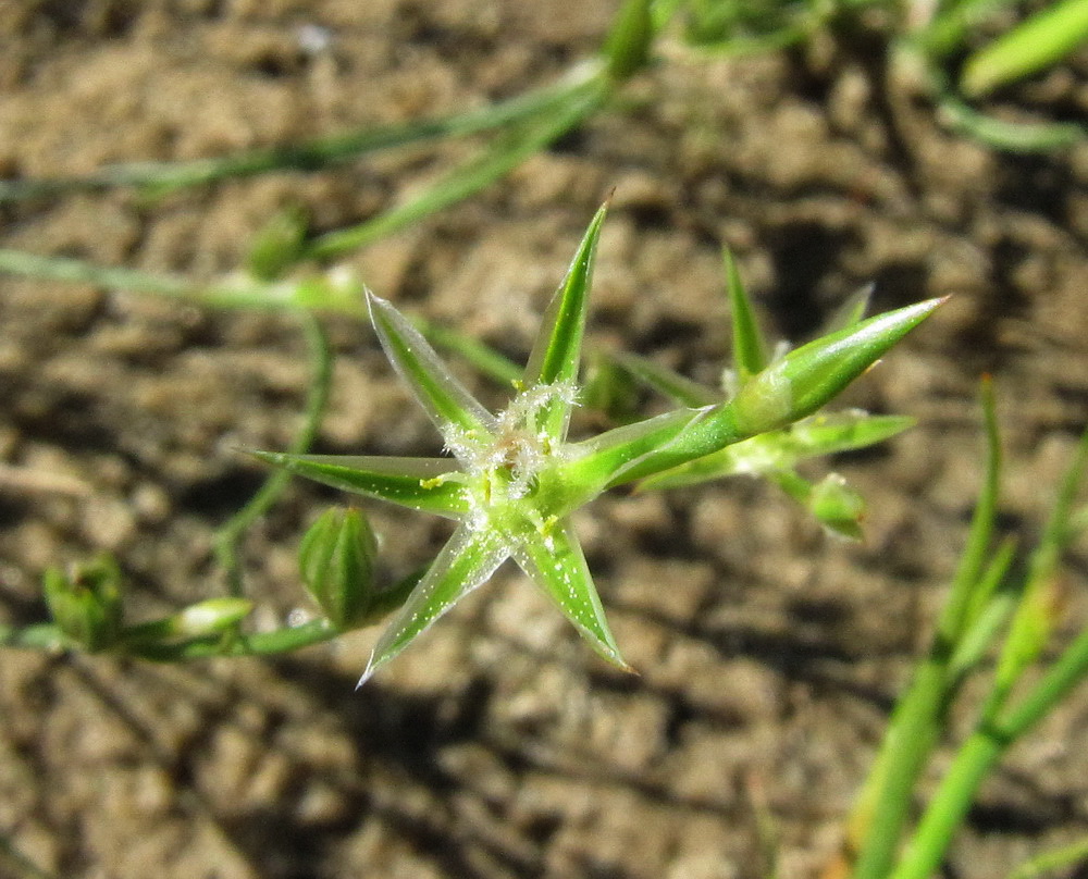 Image of Juncus bufonius specimen.