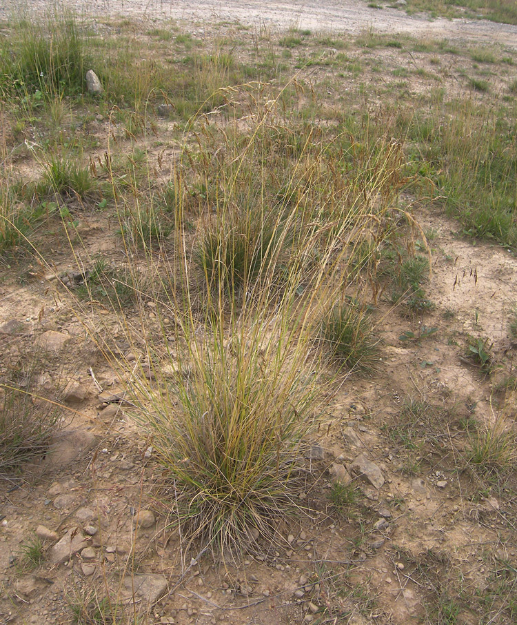 Image of Deschampsia cespitosa specimen.