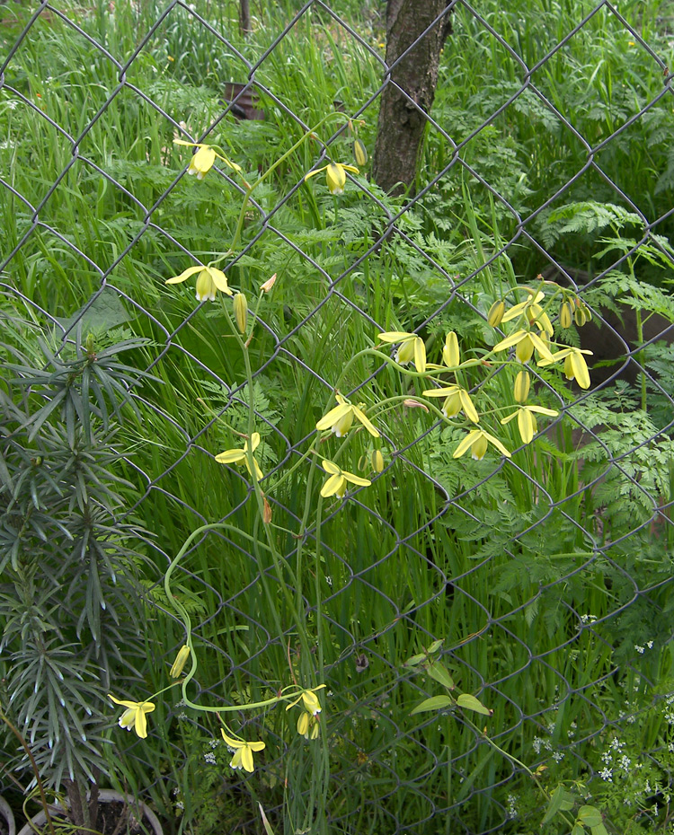 Image of Albuca canadensis specimen.