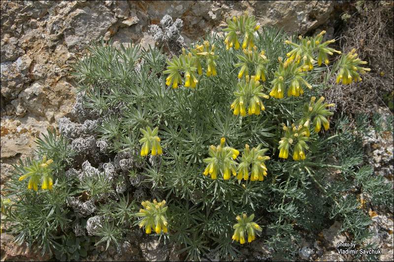 Изображение особи Onosma polyphylla.