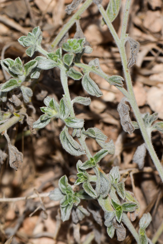 Изображение особи Heliotropium rotundifolium.