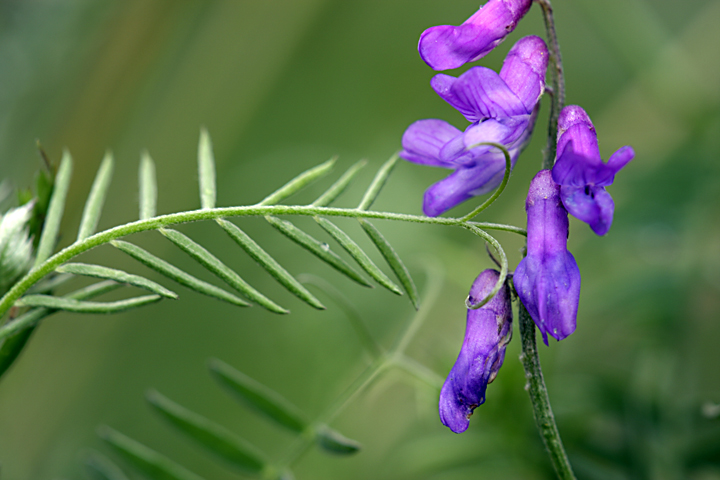 Image of Vicia cracca specimen.