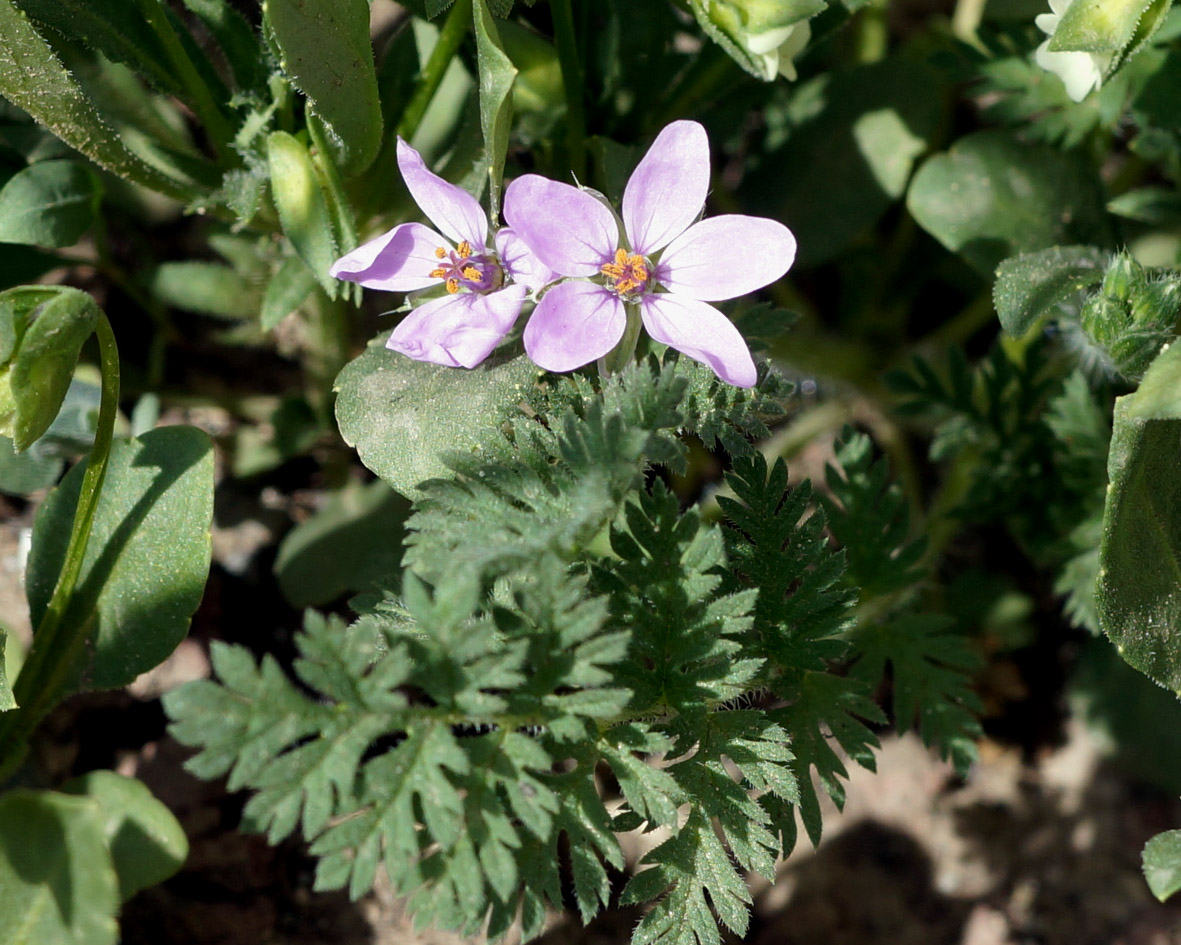 Image of Erodium cicutarium specimen.