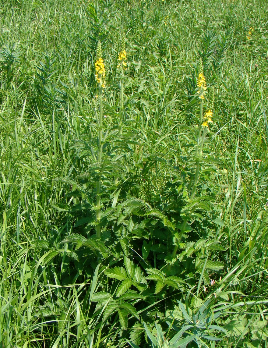 Image of Agrimonia eupatoria specimen.