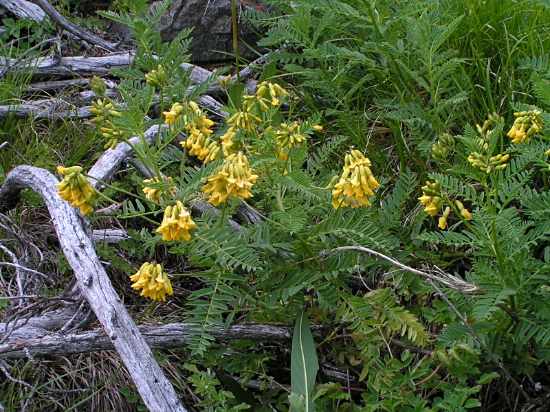 Image of Astragalus propinquus specimen.