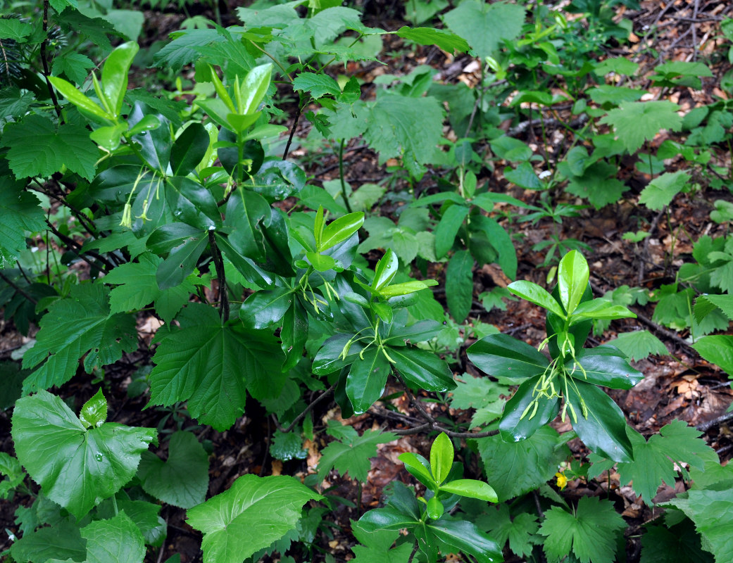 Image of Daphne pontica specimen.