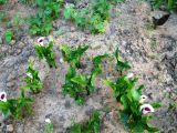 Zantedeschia elliottiana. Зацветающие растения. Волгоград, Ботсад ВГСПУ, в культуре. 30.05.2015.