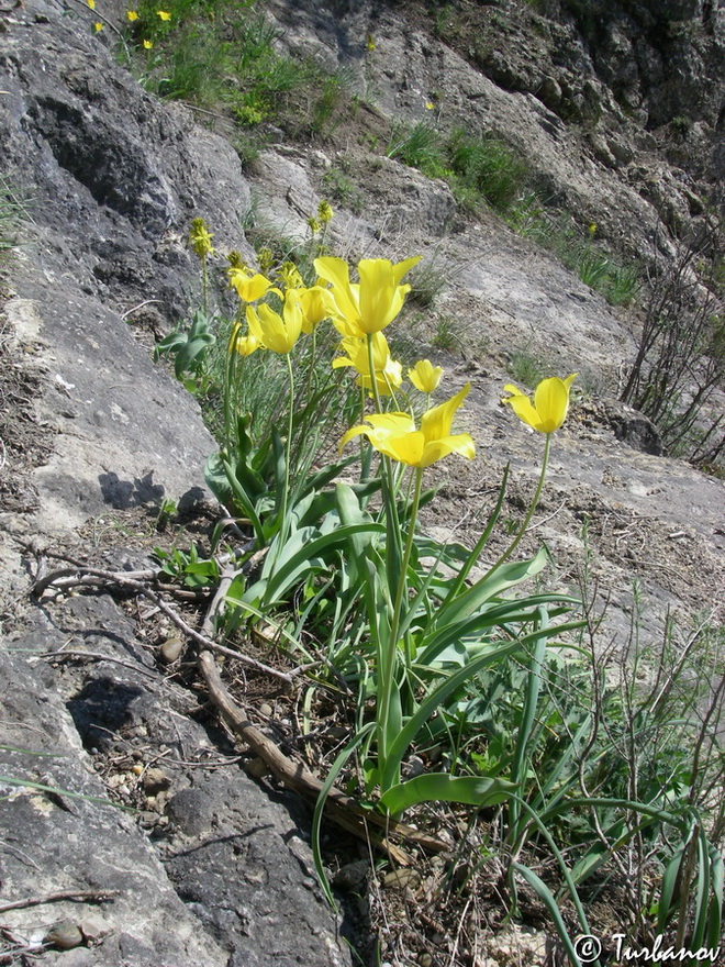 Изображение особи Tulipa suaveolens.