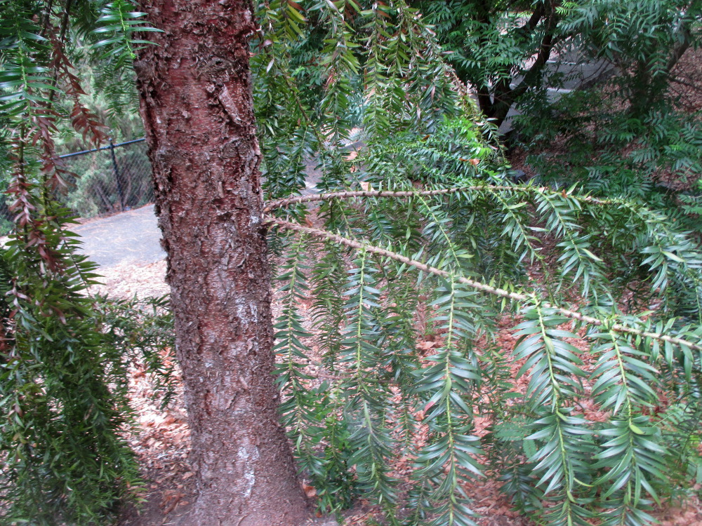 Image of Araucaria hunsteinii specimen.