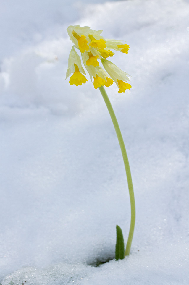 Image of Primula macrocalyx specimen.