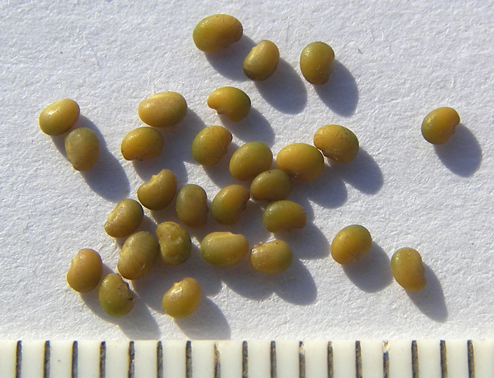 Image of Medicago lupulina specimen.