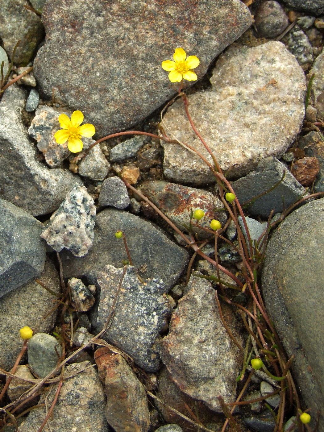 Image of Ranunculus reptans specimen.