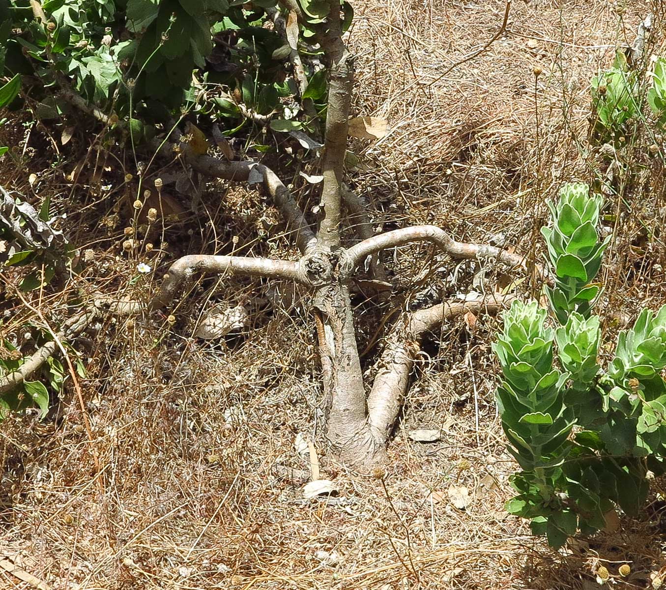 Image of Leucospermum cordifolium specimen.