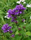 Campanula glomerata