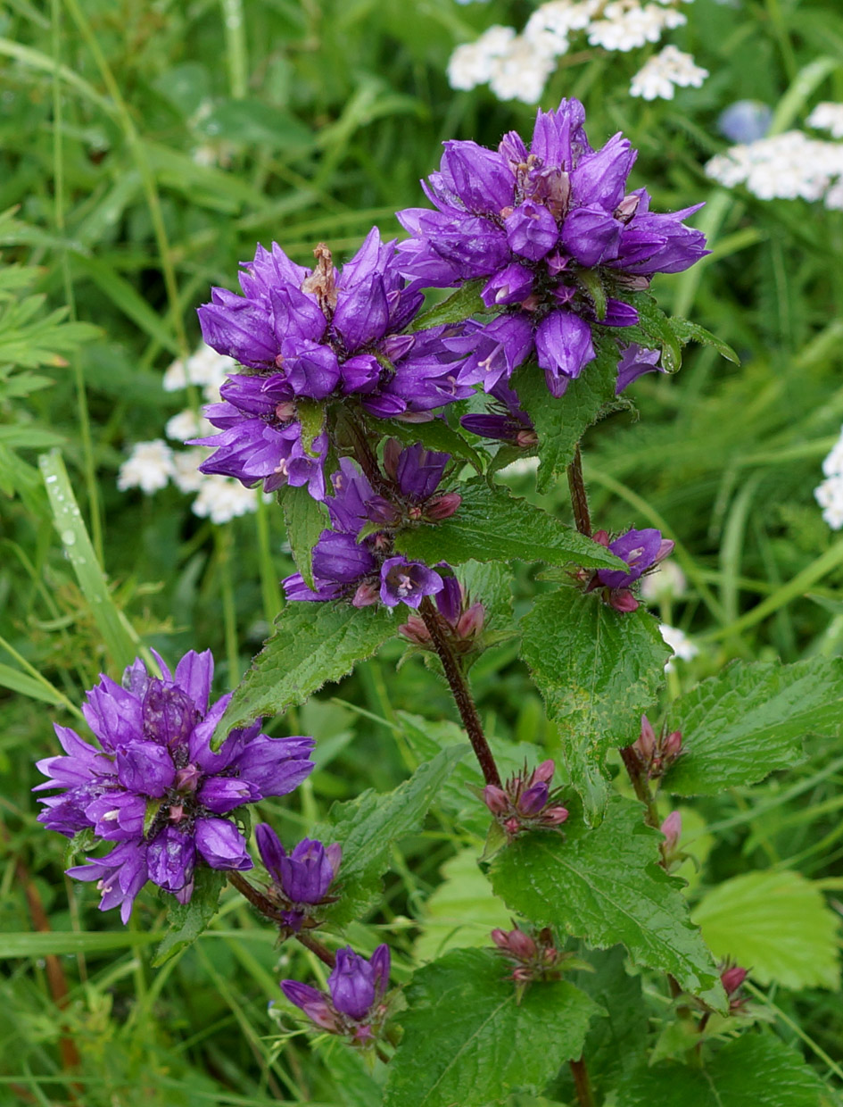 Image of Campanula glomerata specimen.