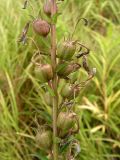 Lobelia sessilifolia. Часть соплодия. Приморский край, Спасский р-н, окр. с. Хвалынка, разнотравный заболоченный луг. 27.08.2017.