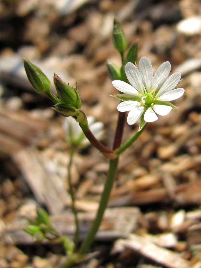 Изображение особи Stellaria fennica.