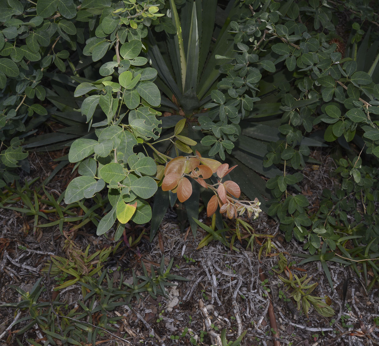 Image of Pithecellobium dulce specimen.