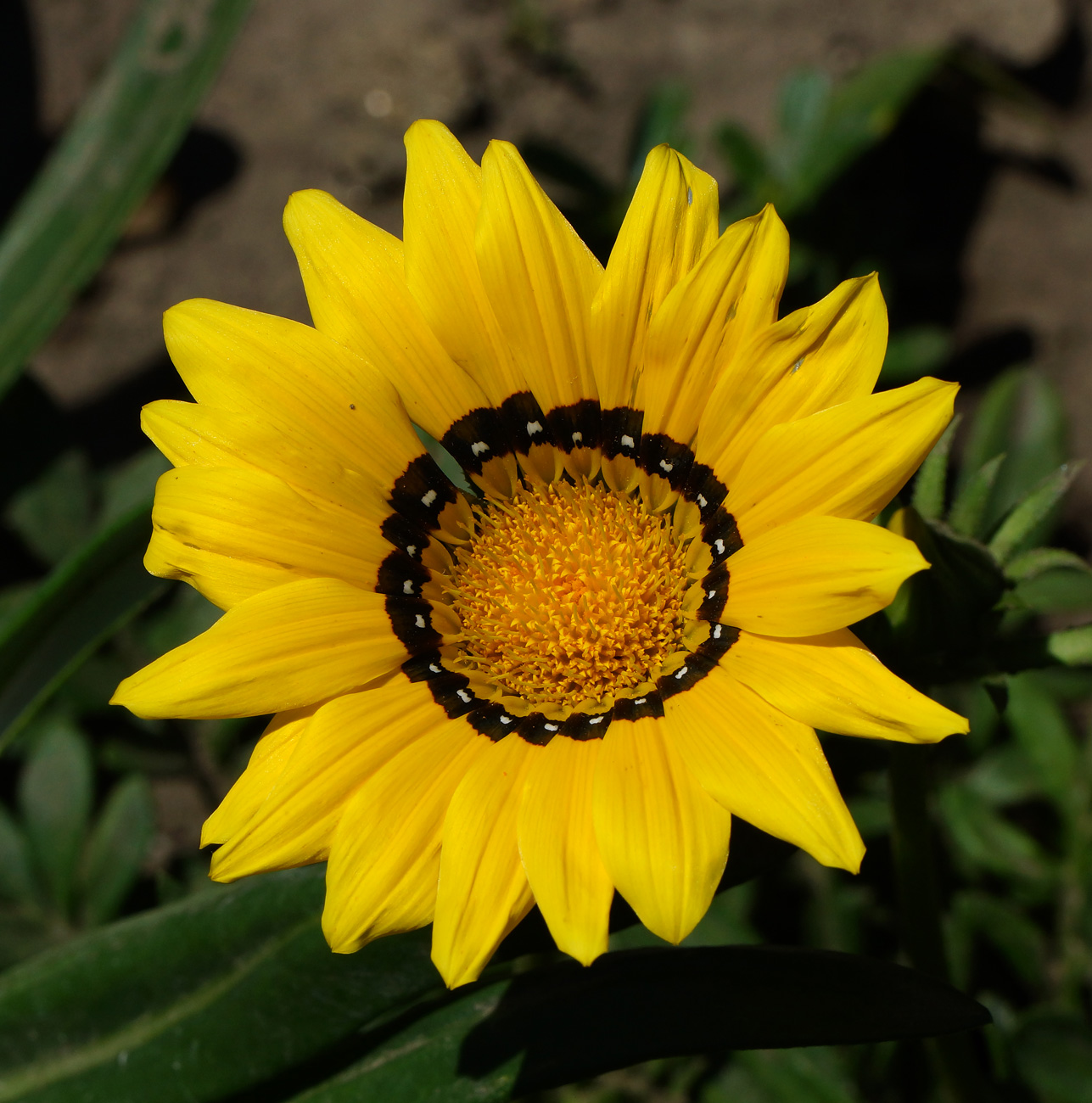 Изображение особи Gazania rigens.