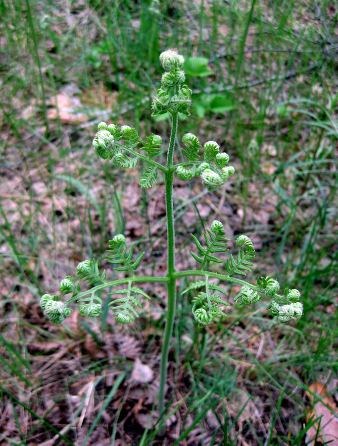 Image of Pteridium pinetorum specimen.