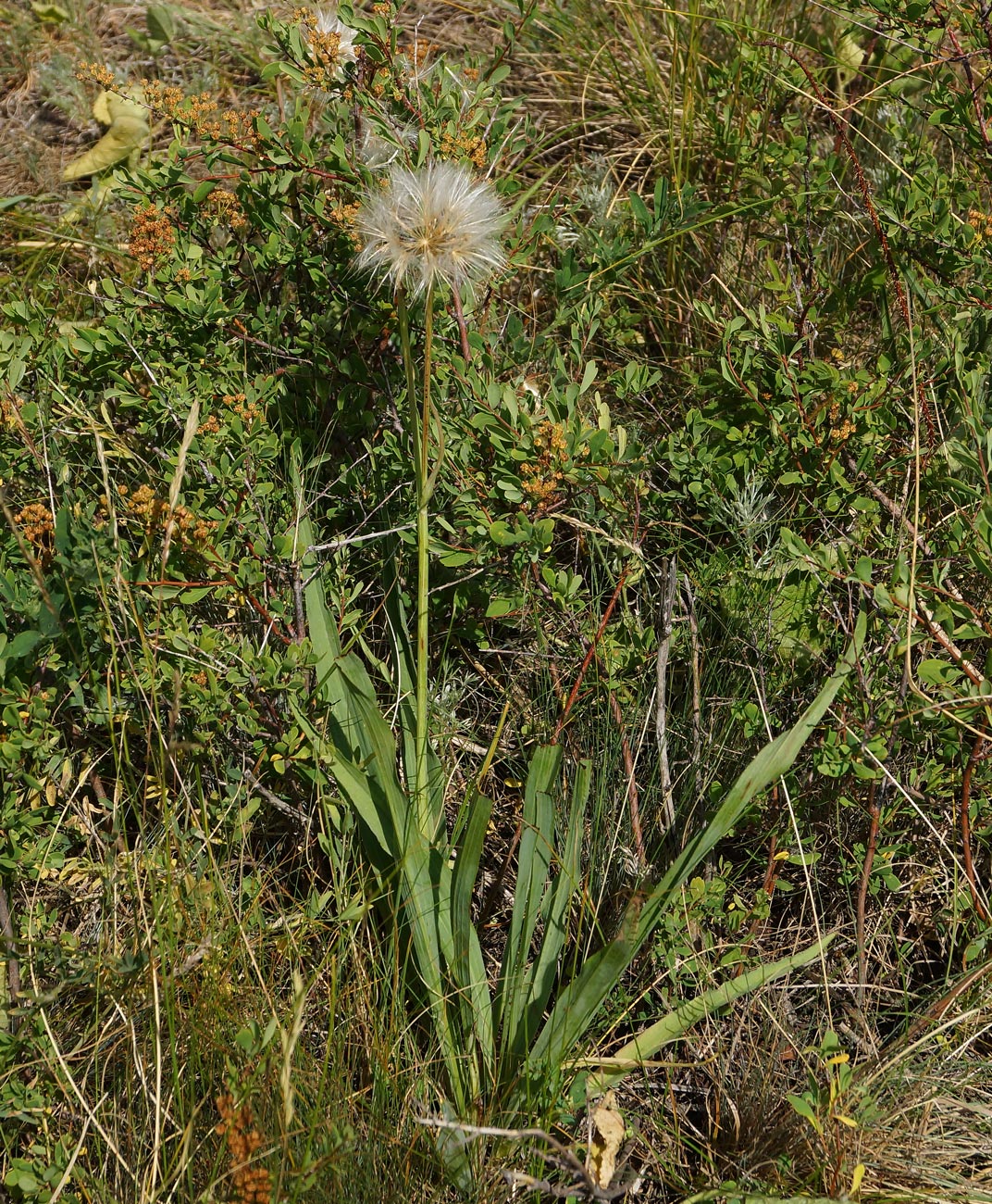 Изображение особи Scorzonera austriaca.