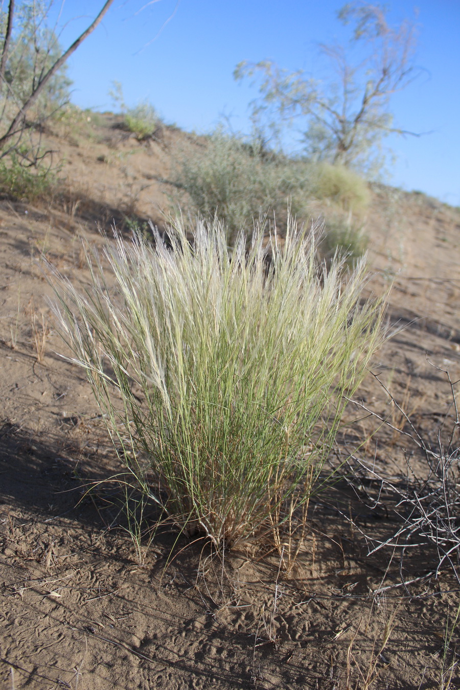 Image of Stipagrostis plumosa specimen.