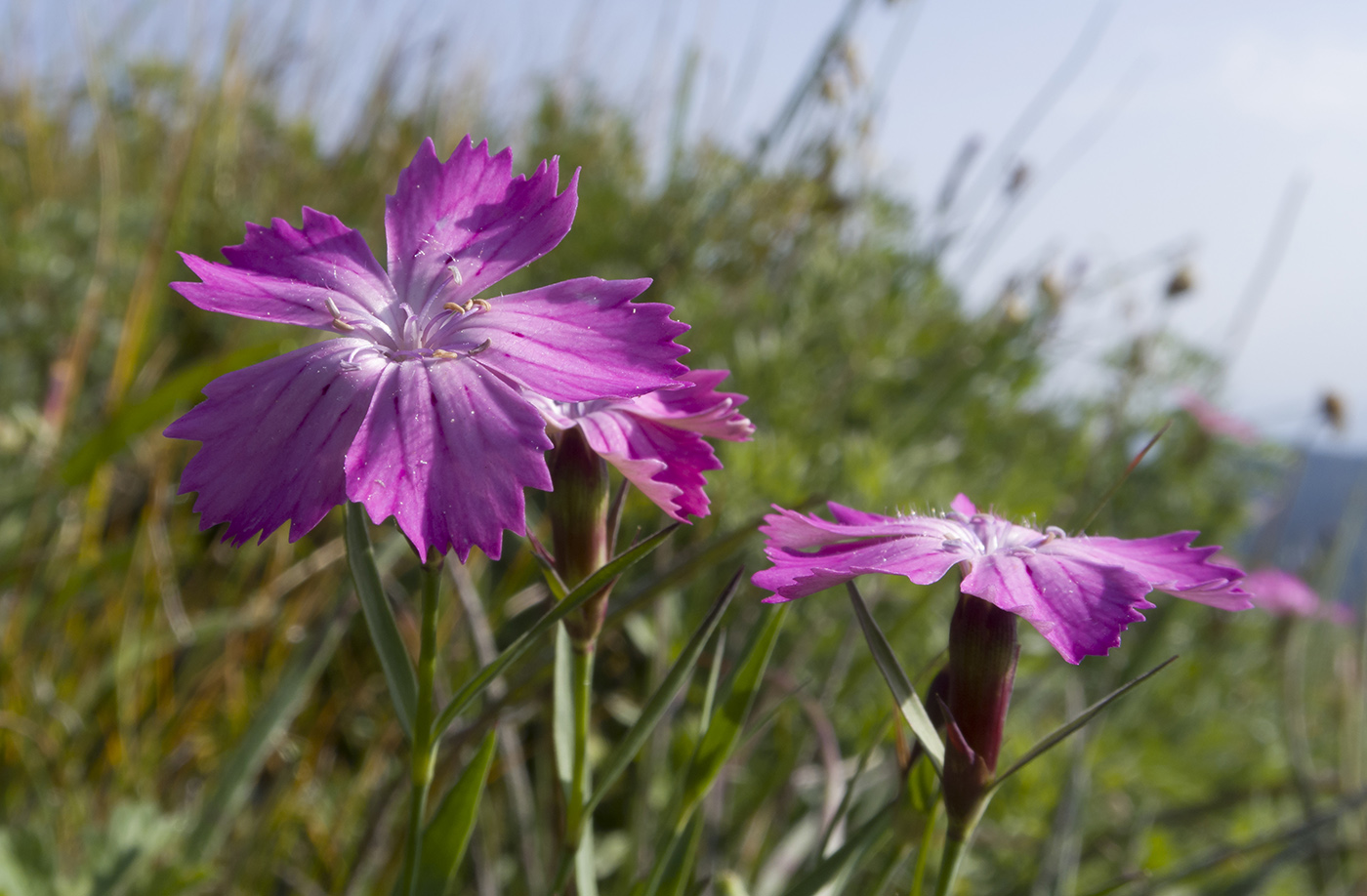 Изображение особи Dianthus oschtenicus.