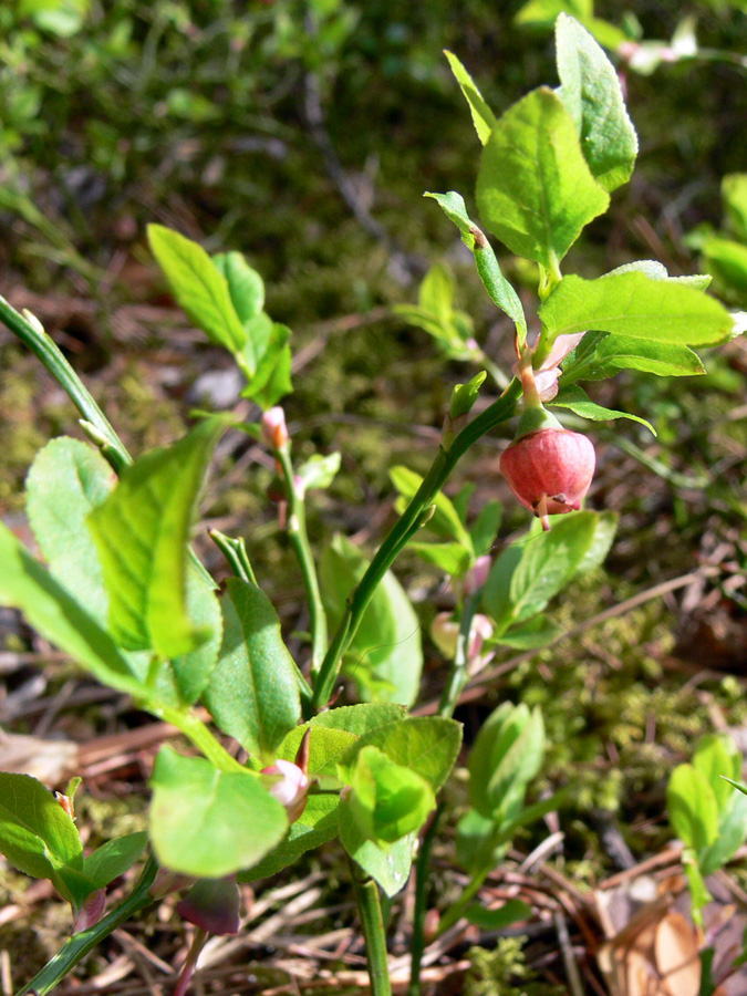 Image of Vaccinium myrtillus specimen.