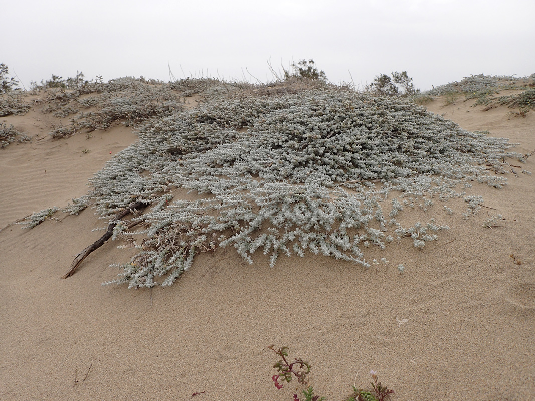 Image of Otanthus maritimus specimen.