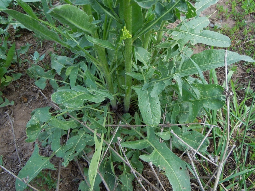 Image of Bunias orientalis specimen.