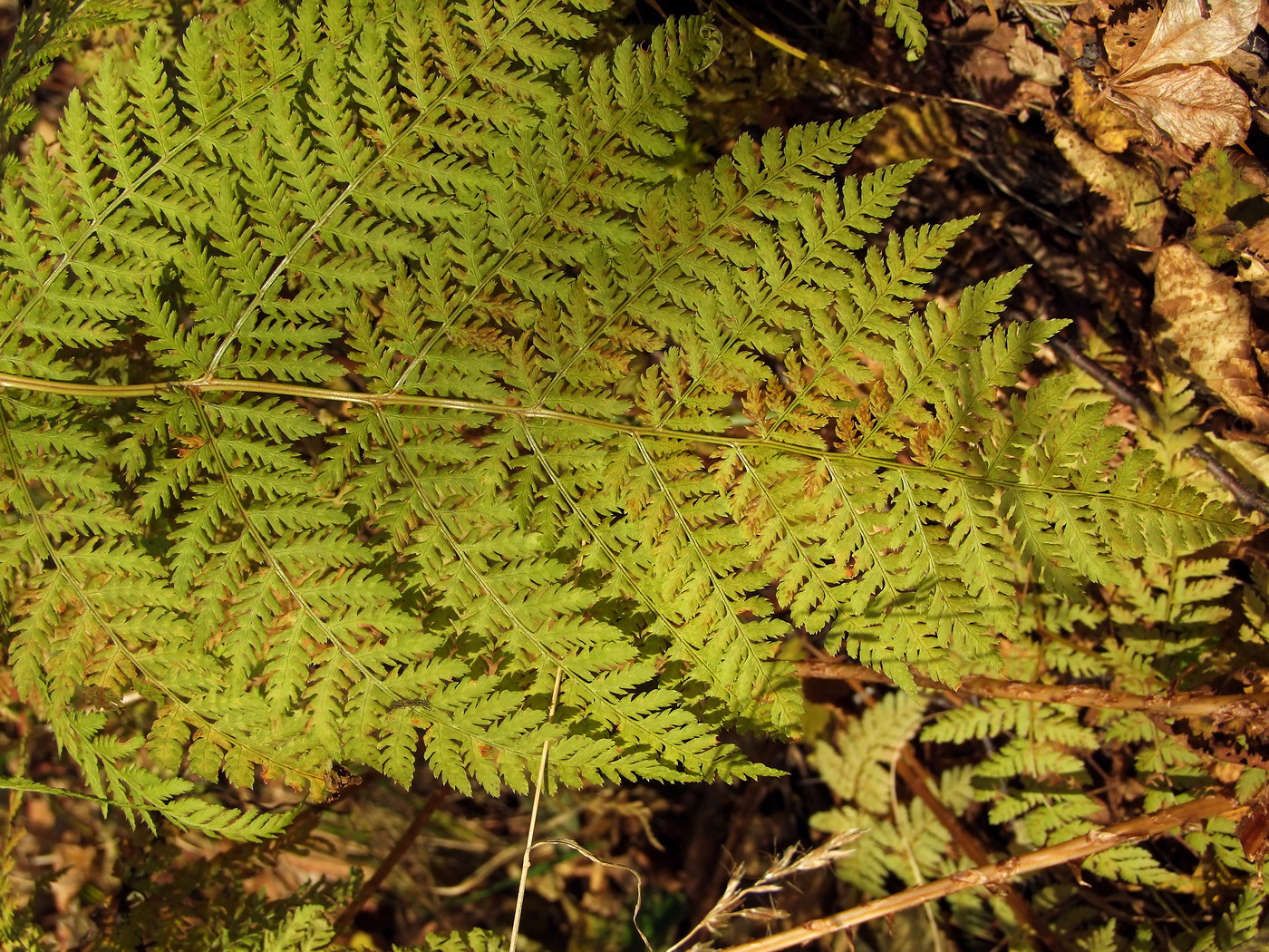 Image of Dryopteris expansa specimen.