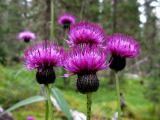 Cirsium helenioides