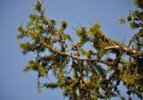 Larix sibirica