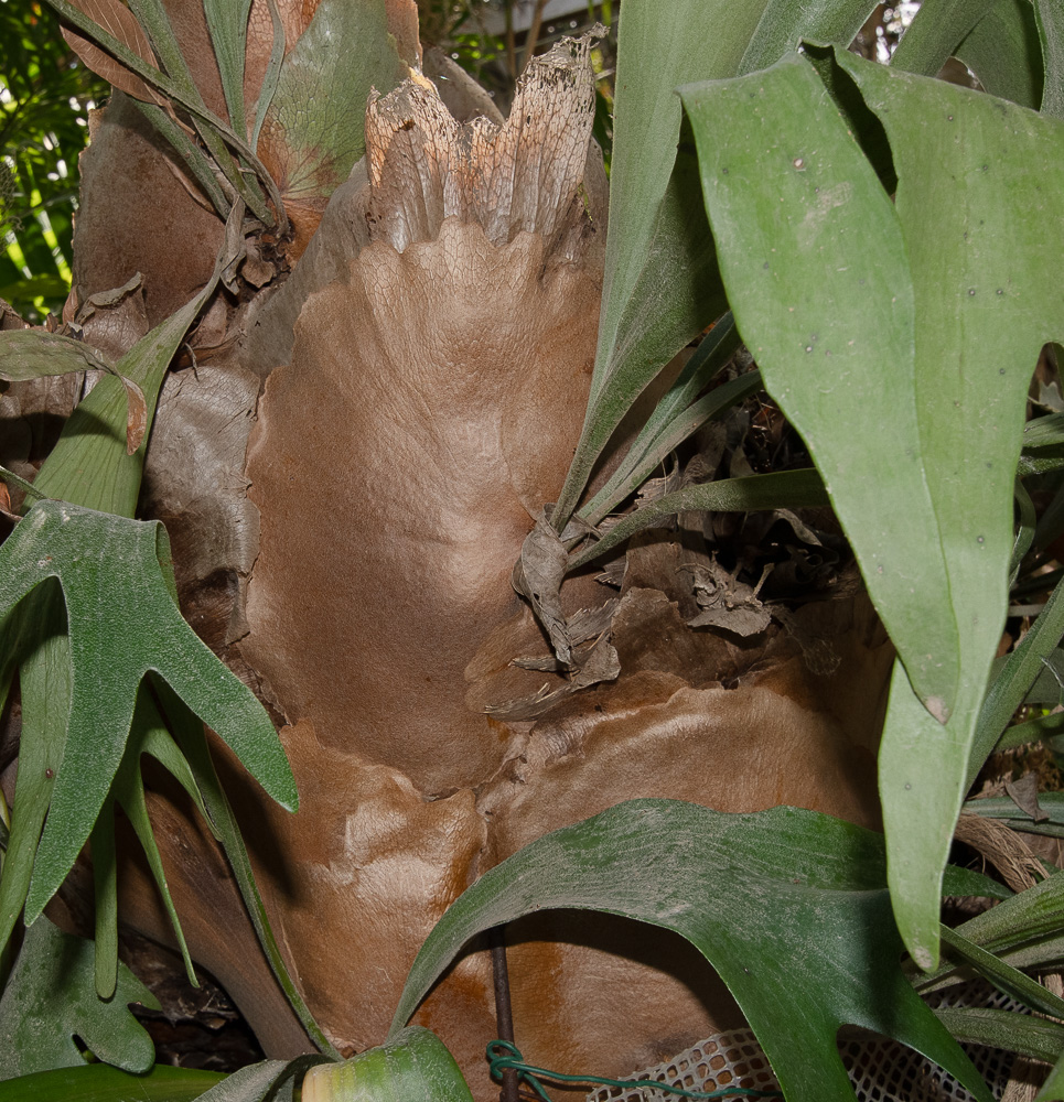 Image of Platycerium bifurcatum specimen.