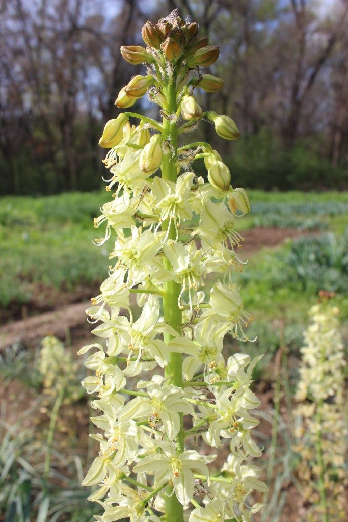 Изображение особи Eremurus lachnostegius.