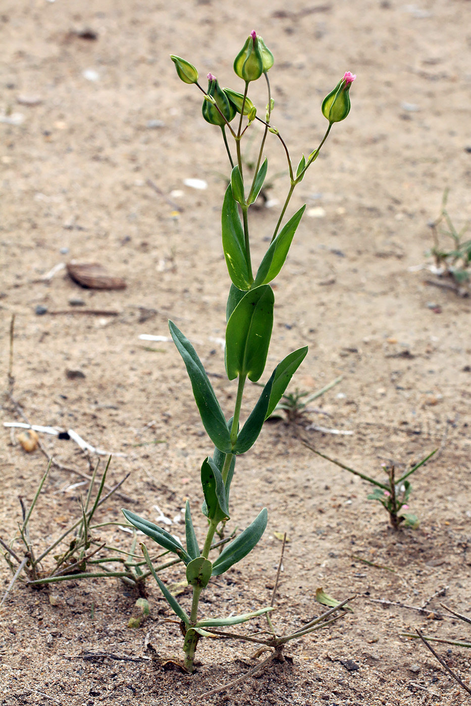 Image of Vaccaria hispanica specimen.