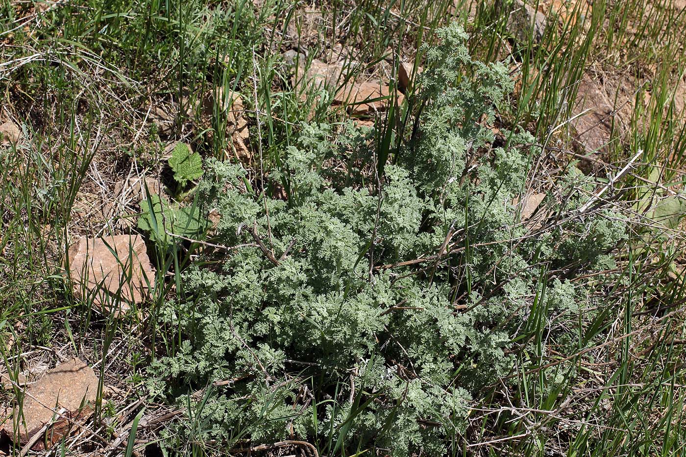 Image of Artemisia lehmanniana specimen.