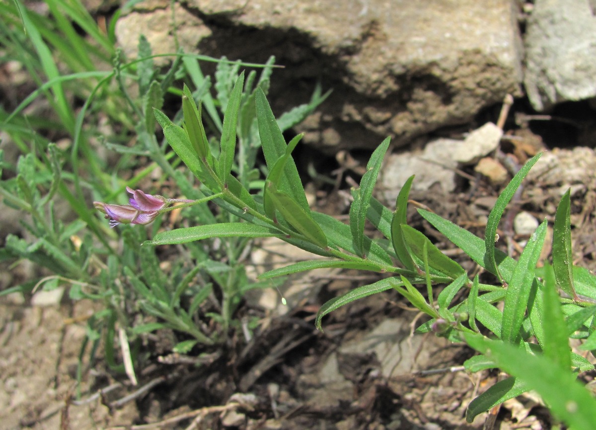 Image of Polygala sosnowskyi specimen.