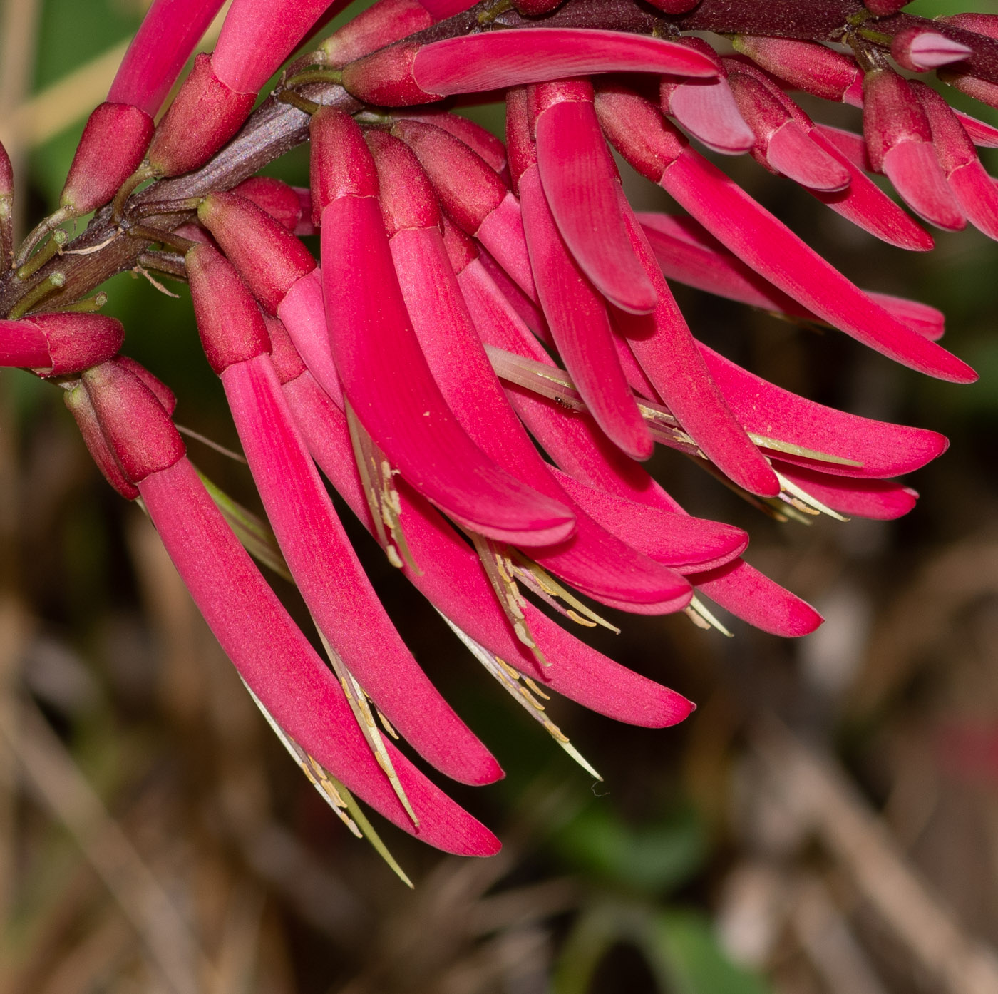 Изображение особи Erythrina herbacea.