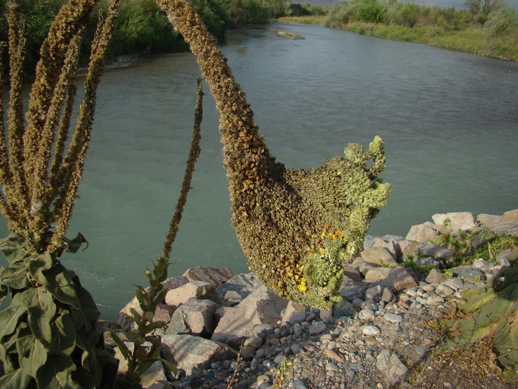 Image of Verbascum thapsus specimen.